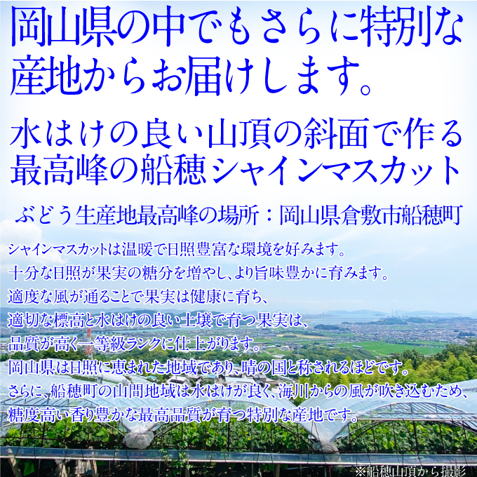 2026年先行予約 プレミアムシャインマスカット晴王 1房約750g 人気 岡山県産 赤秀品 種無し 皮ごと食べる みずみずしい フレッシュ 晴れの国 おかやま 果物大国 ハレノフルーツ