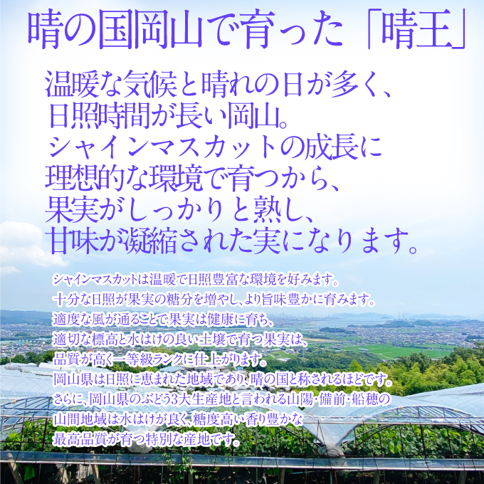 2026年予約受付中 シャインマスカット晴王1房 約700g 7月～8月出荷 人気 岡山県産 種無し 皮ごと食べる みずみずしい フレッシュ 晴れの国 おかやま 果物大国 ハレノフルーツ