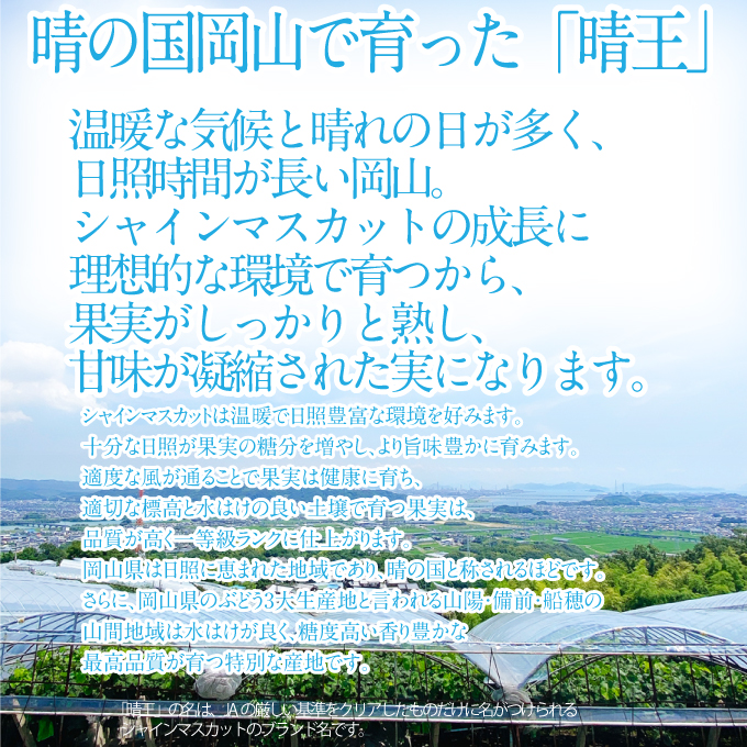 2026年 先行予約受付中 シャインマスカット晴王 ジュエルセレクション 1箱20粒 岡山県産 種無し 皮ごと食べる みずみずしい 甘い  瀬戸内  ハレノフルーツ