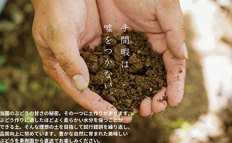 厳選 瀬戸ジャイアンツ 2房 合計1.1kg以上 産地直送 朝採れ ぶどう 葡萄 Kawahara Green Farm 岡山県産 2026年 先行予約