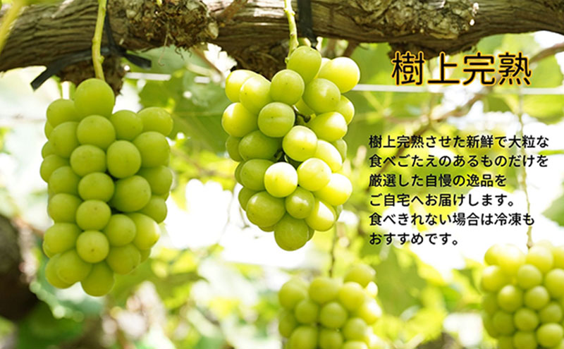 厳選 シャインマスカット・瀬戸ジャイアンツ 2房 合計1.1kg以上 詰合せ 産地直送 朝採れ ぶどう 葡萄 Kawahara Green Farm 岡山県産 2026年 先行予約
