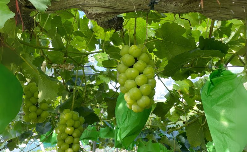 厳選 シャインマスカット・瀬戸ジャイアンツ 2房 合計1.1kg以上 詰合せ 産地直送 朝採れ ぶどう 葡萄 Kawahara Green Farm 岡山県産 2026年 先行予約