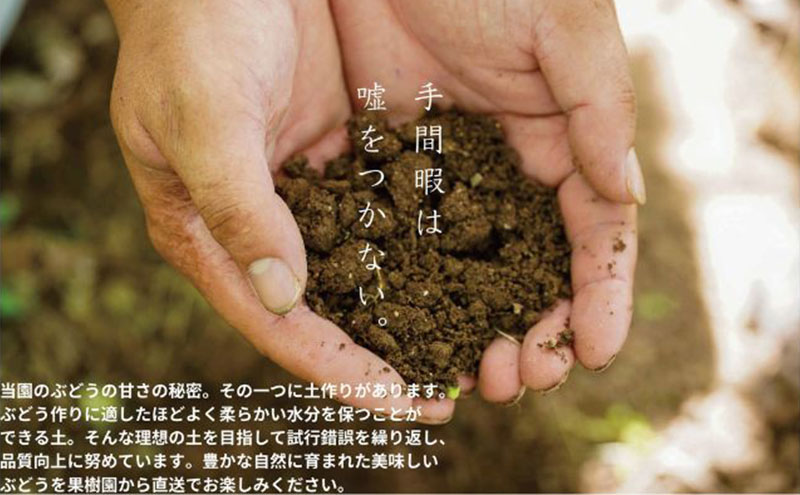 訳あり ニューピオーネ 2房 合計1.0kg以上 産地直送 朝採れ ぶどう 葡萄 岡山 Kawahara Green Farm 岡山県産 2026年 先行予約