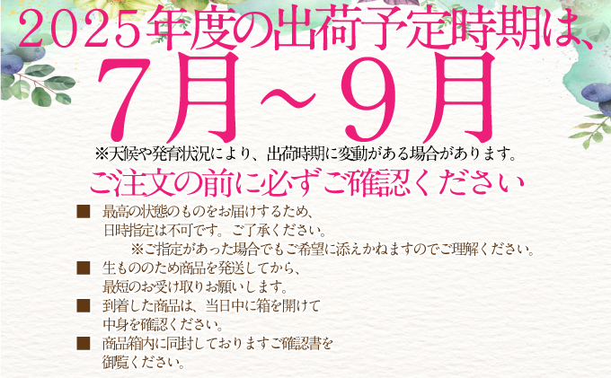2025年予約受付中 シャインマスカット 晴王 7月8月9月に1回づつ出荷 3回 定期便 2房 約1.2kg  人気 岡山県産 種無し 皮ごと食べる みずみずしい  フレッシュ 晴れの国 おかやま 果物大国 ハレノフルーツ