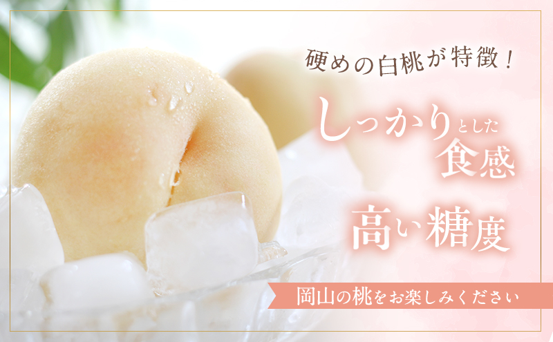 固めの 桃 2025年 先行予約 晩生の旬の 白桃 約1.8kg 5～7玉 進物用 もも モモ フルーツ 果物 岡山 赤磐市産 農マル園芸 あかいわ農園