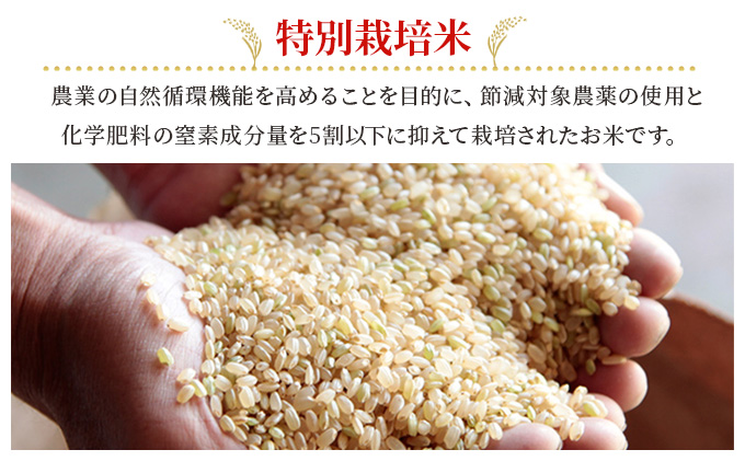 楽天市場】【最短出荷2〜3営業日内可】【お米 令和6年 10kg 特a