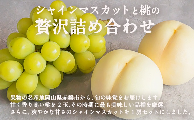 桃 ぶどう 2026年 先行予約 岡山県産 シャインマスカット 大房 1房 白桃 2玉 詰合せ 合計約1.3kg  赤磐市産 フルーツ 果物 ギフト デザート