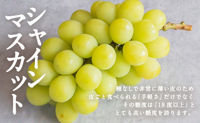 桃 ぶどう 2026年 先行予約 岡山県産 シャインマスカット 大房 1房 白桃 2玉 詰合せ 合計約1.3kg  赤磐市産 フルーツ 果物 ギフト デザート