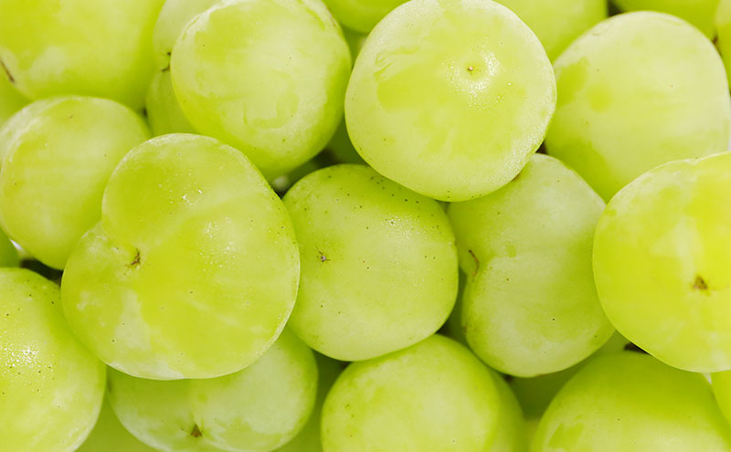 ぶどう 2026年 先行予約 桃太郎 ぶどう 1房 約500g ブドウ 葡萄  岡山県産 国産 フルーツ 果物 ギフト