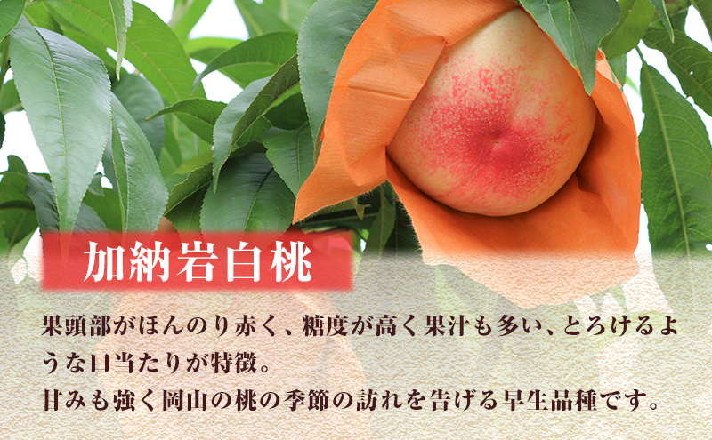 岡山県産　白桃　加納岩　進物用 樹上完熟！岡山県備前市産びぜん白桃【加納岩白桃・紅清水白桃