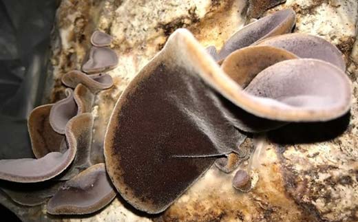 生きくらげ 約480g きくらげ キクラゲ 木耳 料理 ご当地 グルメ 食品 山口県 山陽小野田 F6L-656