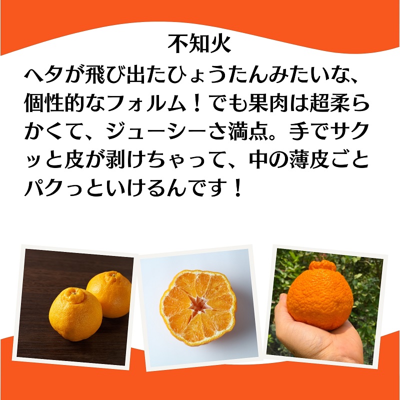 不知火（しらぬひ）約3kg 果物類 みかん 柑橘類 デコポン フルーツ
