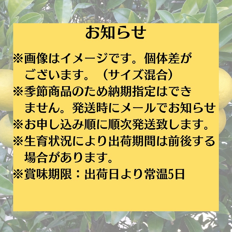 八朔　約10kg 果物類 みかん 柑橘類 フルーツ