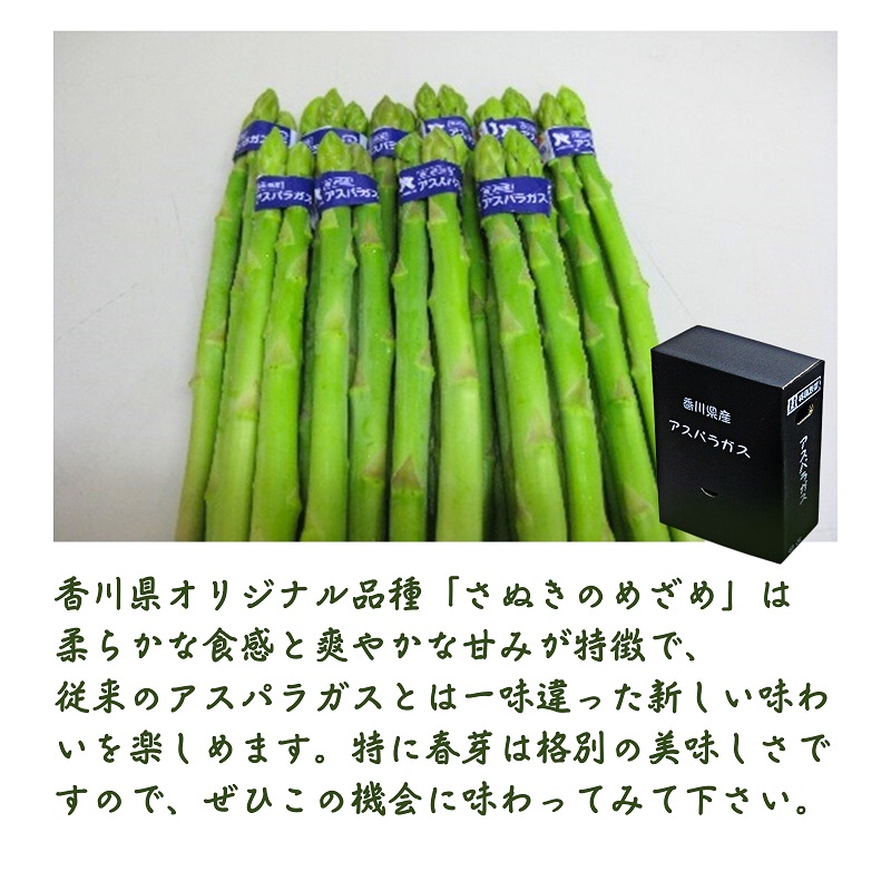 さぬきのめざめ（アスパラガス）春芽 旬野菜 約500g（約100g×5束）
