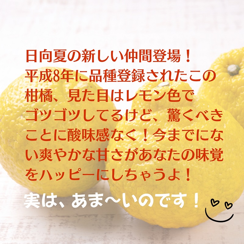 さわやかな甘さ「はるか」約5kg 果物類 柑橘類 フルーツ みかん