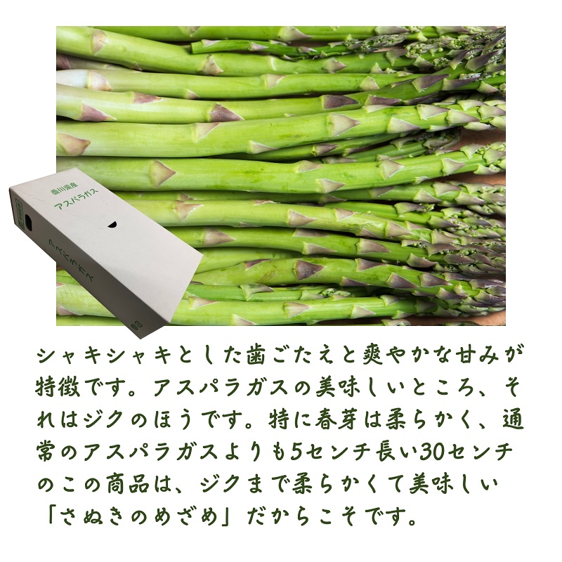 香川県オリジナルアスパラガス「さぬきのめざめロング」(春芽)約１kg