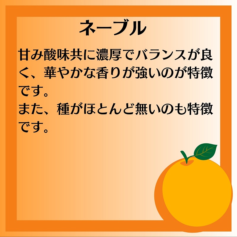 ネーブル　約10kg 果物類 柑橘類 フルーツ ネーブルオレンジ オレンジ