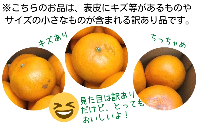 《訳あり》 せとか 約3kg 甘い みかん お取り寄せ  果物 くだもの 季節限定 柑橘 蜜柑 かんきつ おすすめ フルーツ 香川県観音寺市