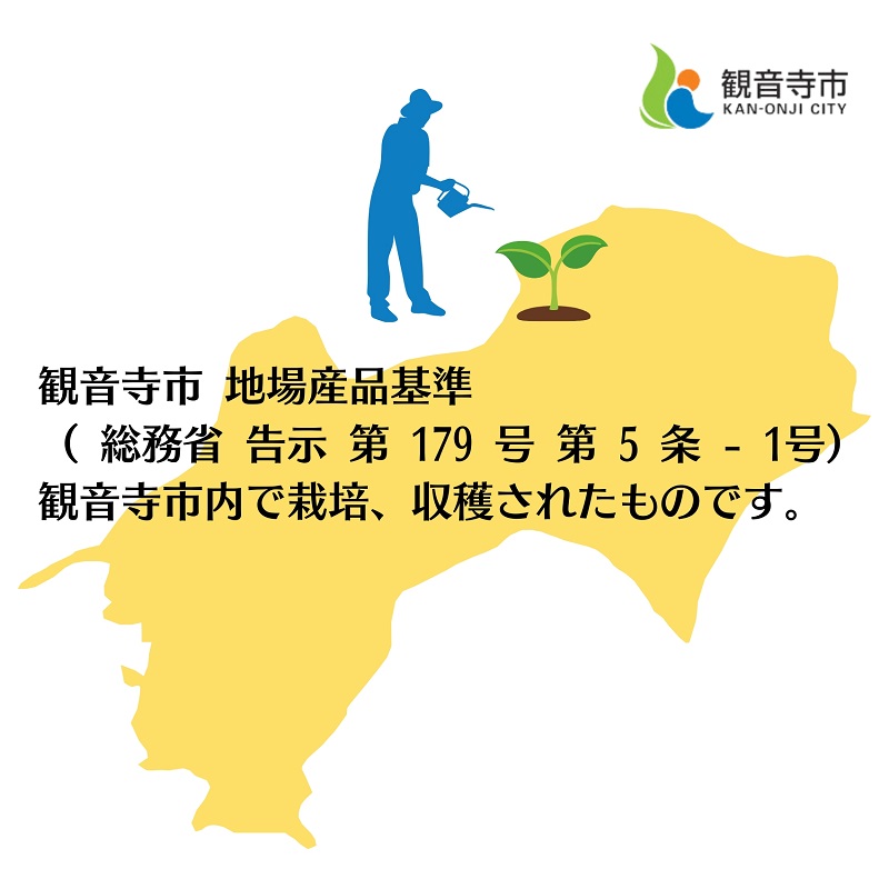 《訳あり》 せとか 約3kg 甘い みかん お取り寄せ  果物 くだもの 季節限定 柑橘 蜜柑 かんきつ おすすめ フルーツ 香川県観音寺市