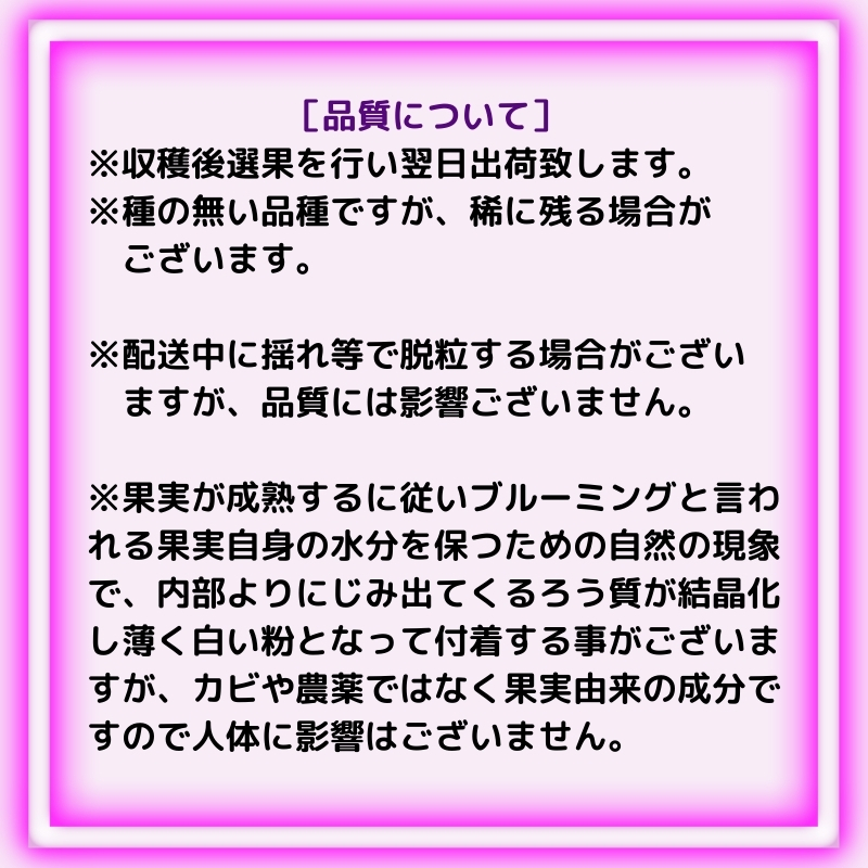 大粒 ピオーネ 約1.5kg ぶどう  フルーツ 果物