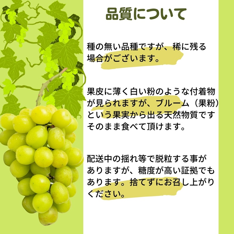《鮮度抜群》シャインマスカット 約1.4kg 2～4房入り ぶどう 香川県産 種なし 果物 葡萄 フルーツ 甘い 送料無料 冷蔵 期間限定 年内発送 おいしい 高評価 採れたて 産地厳選 大人気 産直