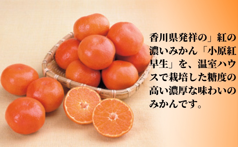 ハウス 小原紅早生 みかん 約2kg化粧箱 果物類 柑橘類 フルーツ