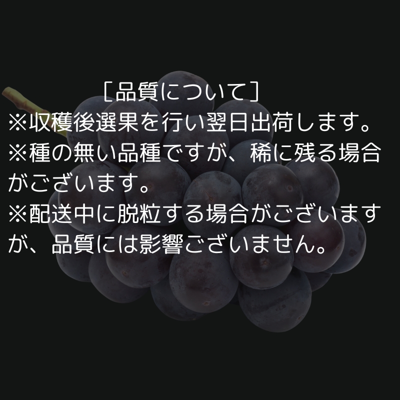 ハウス育ち ピオーネ 約1kg 2房化粧箱入り 果物 ぶどう ブドウ フルーツ