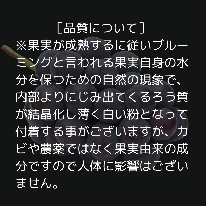 ハウス育ち ピオーネ 約1kg 2房化粧箱入り 果物 ぶどう ブドウ フルーツ