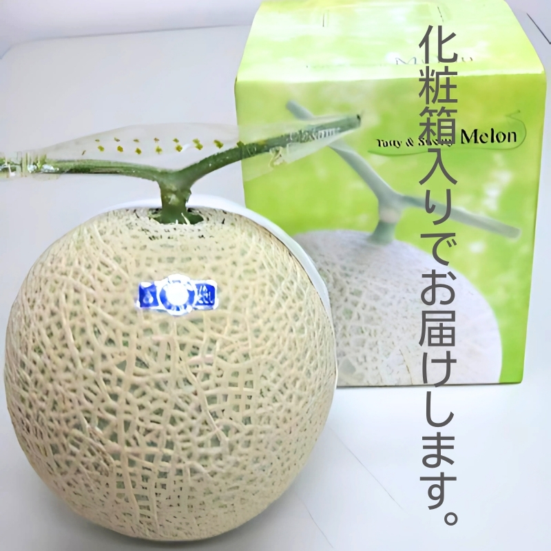 銭形メロン（アールス）1玉　約1.3kg 化粧箱入り フルーツ 果物 青肉メロン 産地直送 旬のフルーツ 香川県産 予約受付