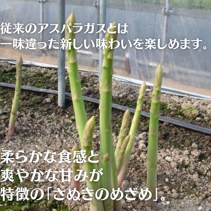 香川県オリジナルアスパラガス「さぬきのめざめ」(夏芽) 約500g アスパラガス 野菜
