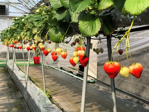 いちご「さぬきひめ」約1kg 果物類 いちご 苺 イチゴ フルーツ