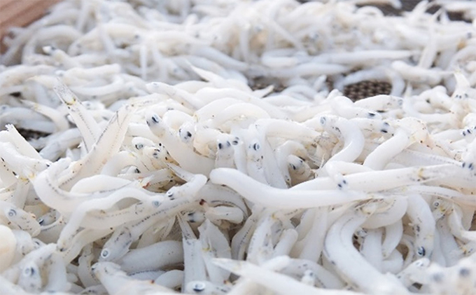 【訳あり品を瞬間凍結】釜あげシラス 200g×4パック 魚貝類