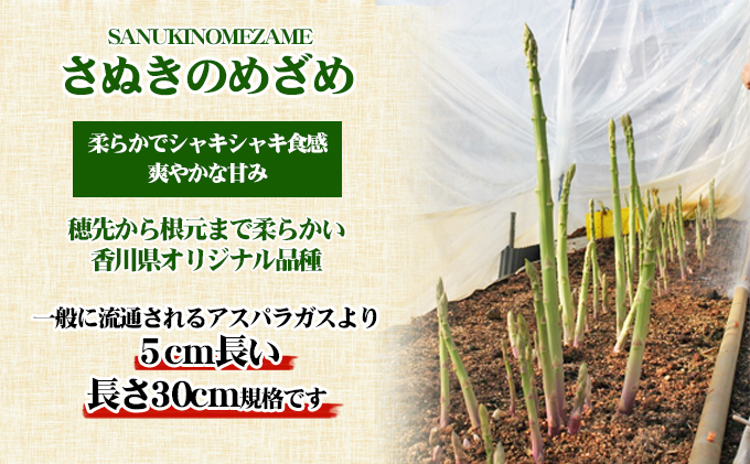 アスパラガス【さぬきのめざめ】30cm セミロングサイズ 1kg