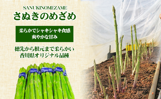 アスパラガス【さぬきのめざめ】Mサイズ1kg