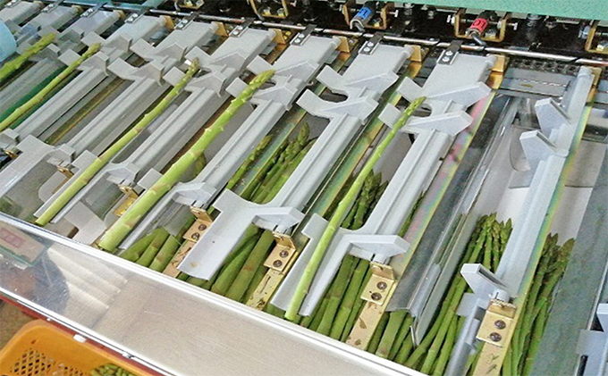 砂川さんの特選アスパラ1kg　2Lサイズ【さぬきのめざめ】