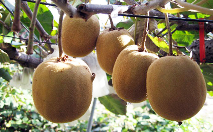 さぬき ゴールドキウイ L～４Lサイズ16玉～ 24玉 3.5kg ゴールデンキウイ キウイフルーツ キウイ フルーツ 果物 くだもの 果実 旬の果物 旬のフルーツ 香川 香川県 東かがわ市