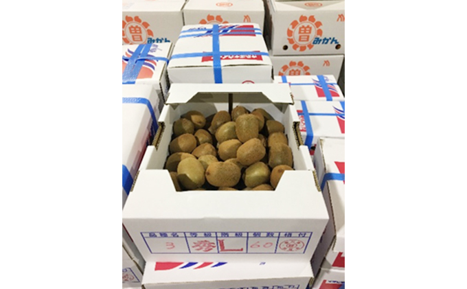 さぬき キウイっこ 一口サイズの甘～いキウイ 60個 2kg キウイフルーツ キウイ フルーツ 果物 くだもの 果実 旬の果物 旬のフルーツ 香川 香川県 東かがわ市