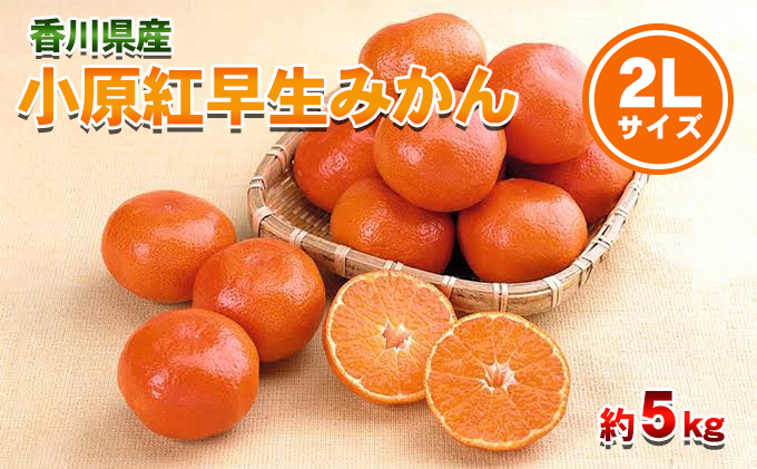 小原紅早生みかん 2Lサイズ 5kg 香川県産 早生みかん みかん