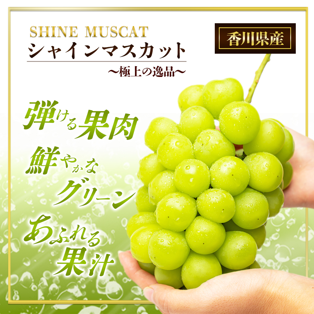 瀬戸内のシャインマスカット 2～6房 （約2kg）  シャインマスカット マスカット 葡萄 ぶどう ブドウ フルーツ 果物 くだもの 果実 旬の果物 旬のフルーツ 香川 香川県 東かがわ市