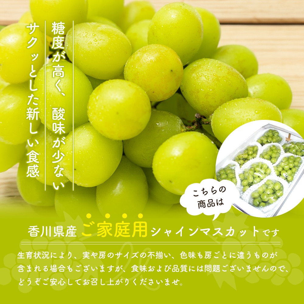シャインマスカット 5～12房（ご家庭用） 約5kg 家庭用 マスカット 葡萄 ぶどう ブドウ フルーツ 果物 くだもの 果実 旬の果物 旬のフルーツ 香川 香川県 東かがわ市