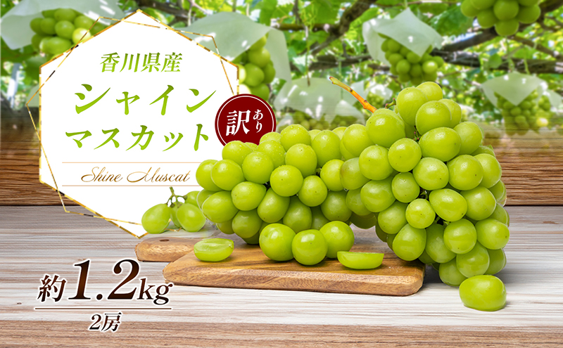 訳あり シャインマスカット 1.1kg 2房 家庭用 香川県産 ぶどう ブドウ 葡萄 マスカット フルーツ 果物 くだもの 旬のフルーツ 旬の果物 不揃い 訳アリ 香川 香川県 東かがわ市