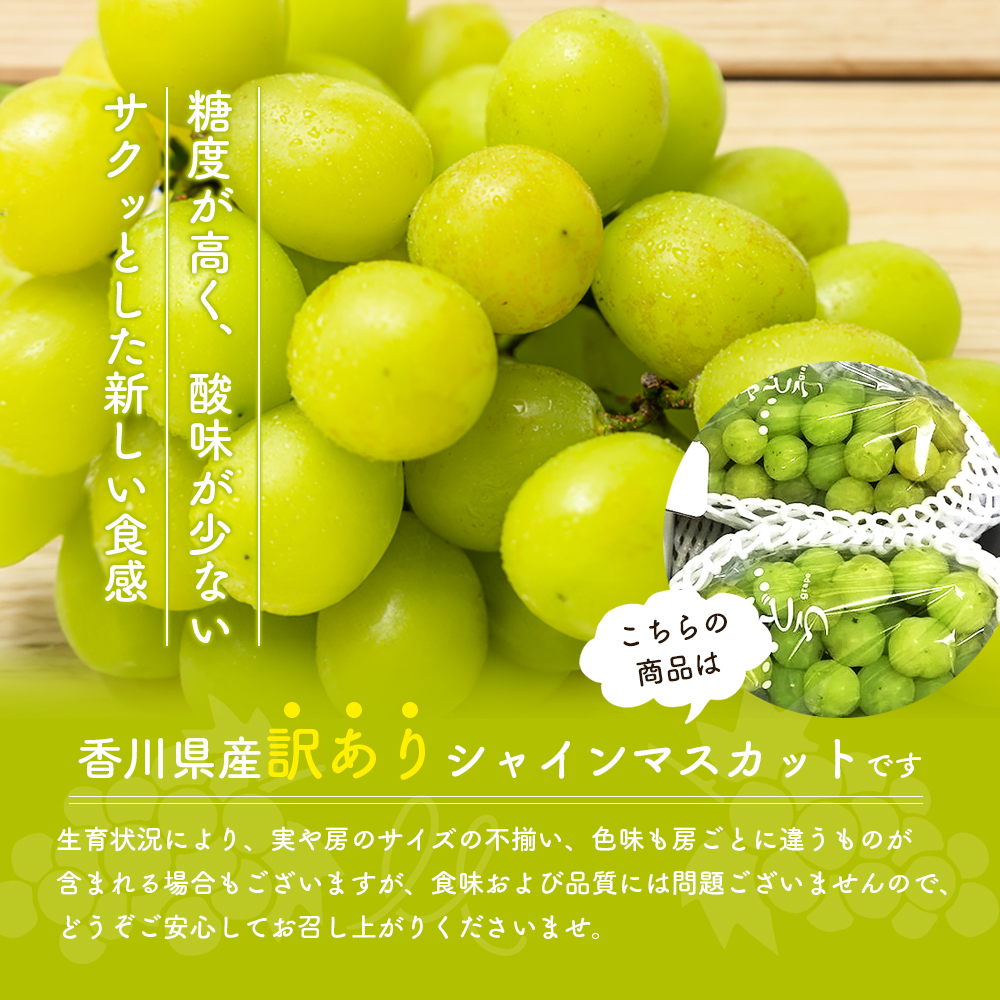 訳あり シャインマスカット 1.1kg 2房 家庭用 香川県産 ぶどう ブドウ 葡萄 マスカット フルーツ 果物 くだもの 旬のフルーツ 旬の果物 不揃い 訳アリ 香川 香川県 東かがわ市