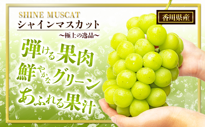 「9月30日までの食卓応援品」　シャインマスカット2～3房（約1.2kg）
