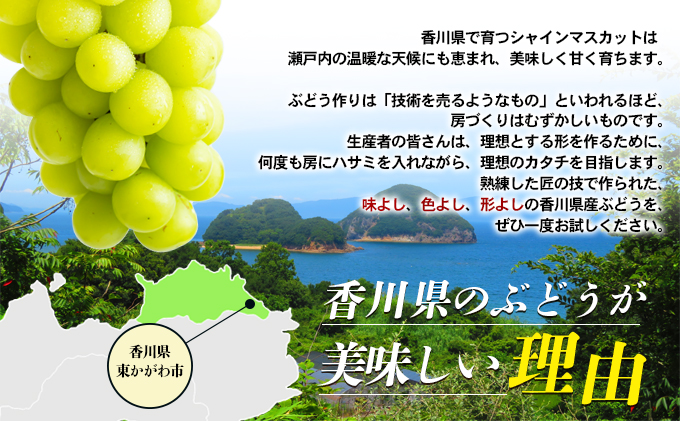 「9月30日までの食卓応援品」　シャインマスカット2～3房（約1.2kg）
