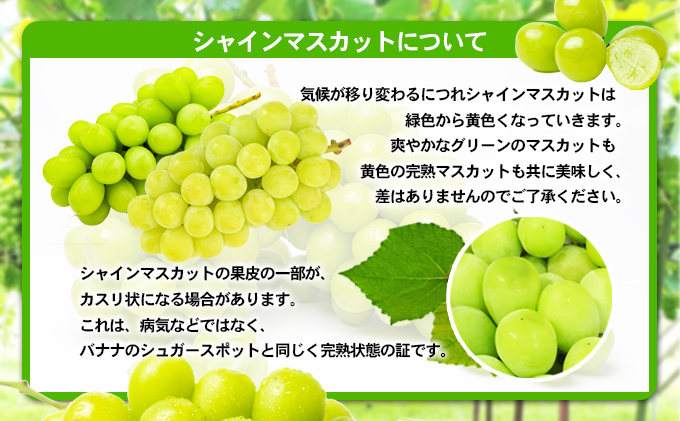 「9月30日までの食卓応援品」　シャインマスカット2～3房（約1.2kg）