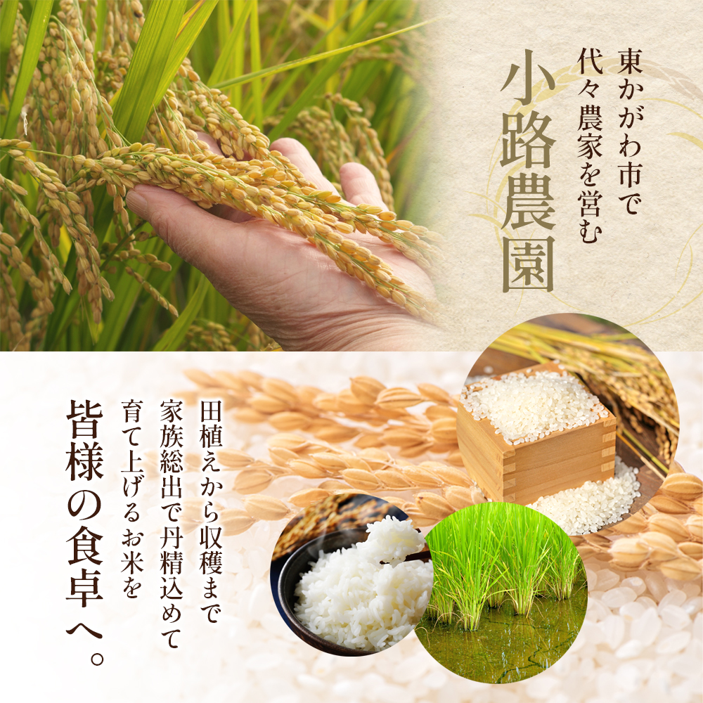 令和7年産 新米「コシヒカリ」30kg（玄米）お米 30kg: 東かがわ市ANAの