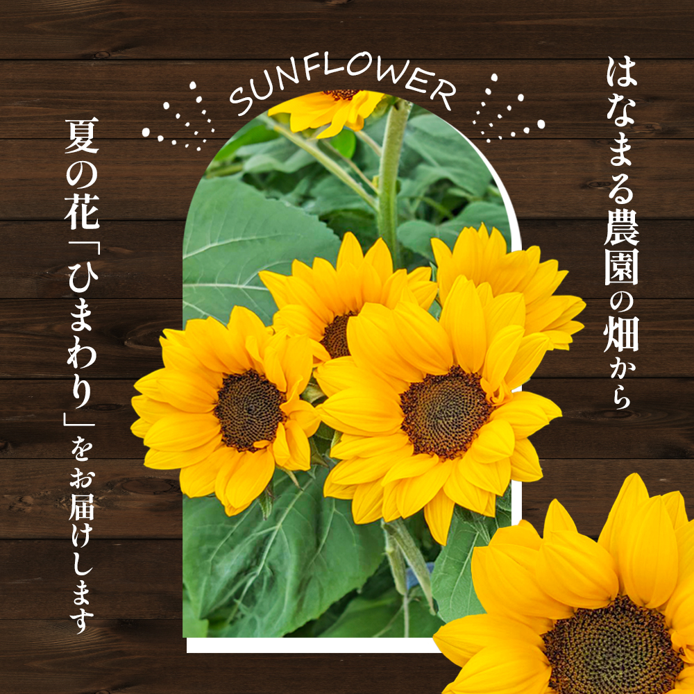 盛夏の花「ひまわり」切り花　10本