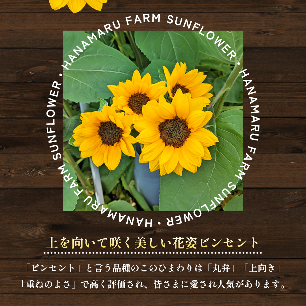 盛夏の花「ひまわり」切り花　10本