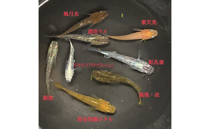 菊まるめだかの【光体型めだか3種セット】計18匹 セレクト メダカ 幼魚～若魚 1.5cm～2.0cm 生体 ペット