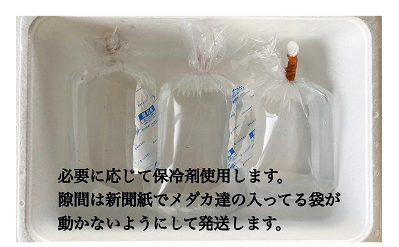 菊まるめだかの【光体型めだか3種セット】計18匹 セレクト メダカ 幼魚～若魚 1.5cm～2.0cm 生体 ペット